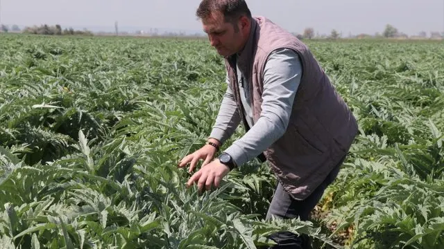 Mustafakemalpaşa’da Memuriyetten Enginar Tarlasına Uzanan Üretim
