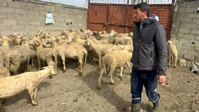 Kurbanlık Geliri Demir Ailesinde Yeni Bir Mutluluğa Dönüşecek