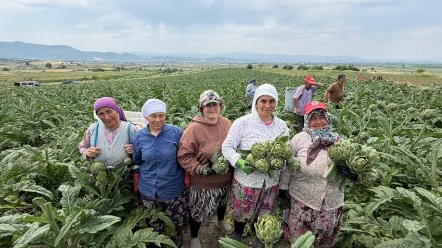 Mustafakemalpaşa’da Enginar Sezonu Tarladaki İ̇lk Hasatla Başladı